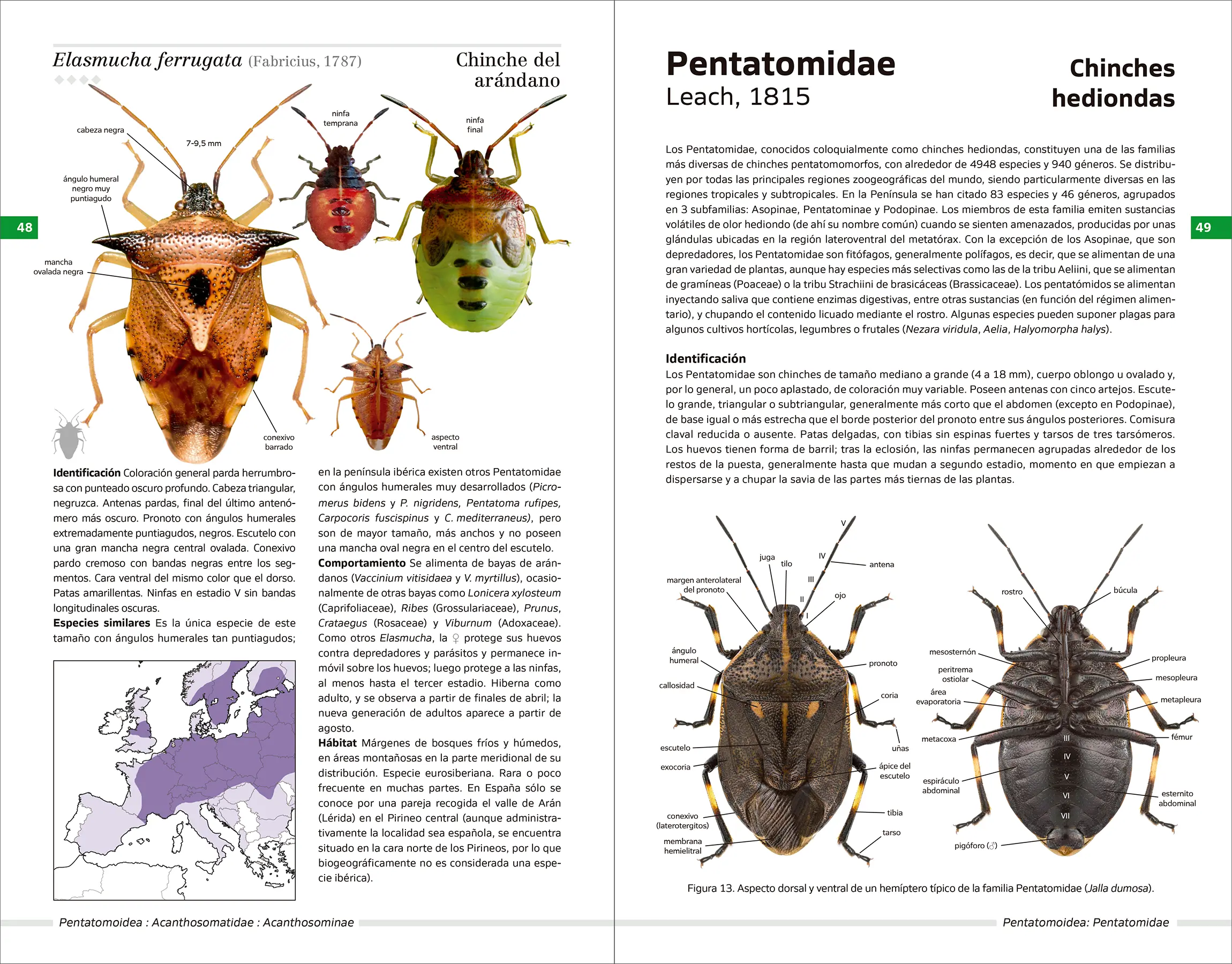 Chinches pentatomomorfas de la península ibérica - Imagen 6