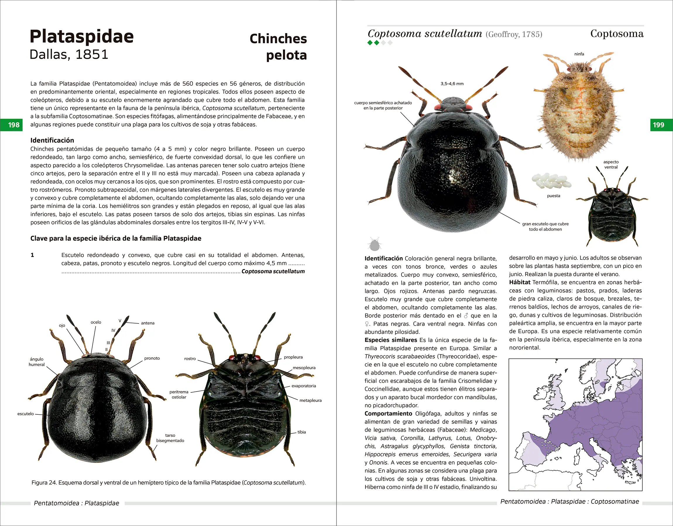 Chinches pentatomomorfas de la península ibérica - Imagen 8