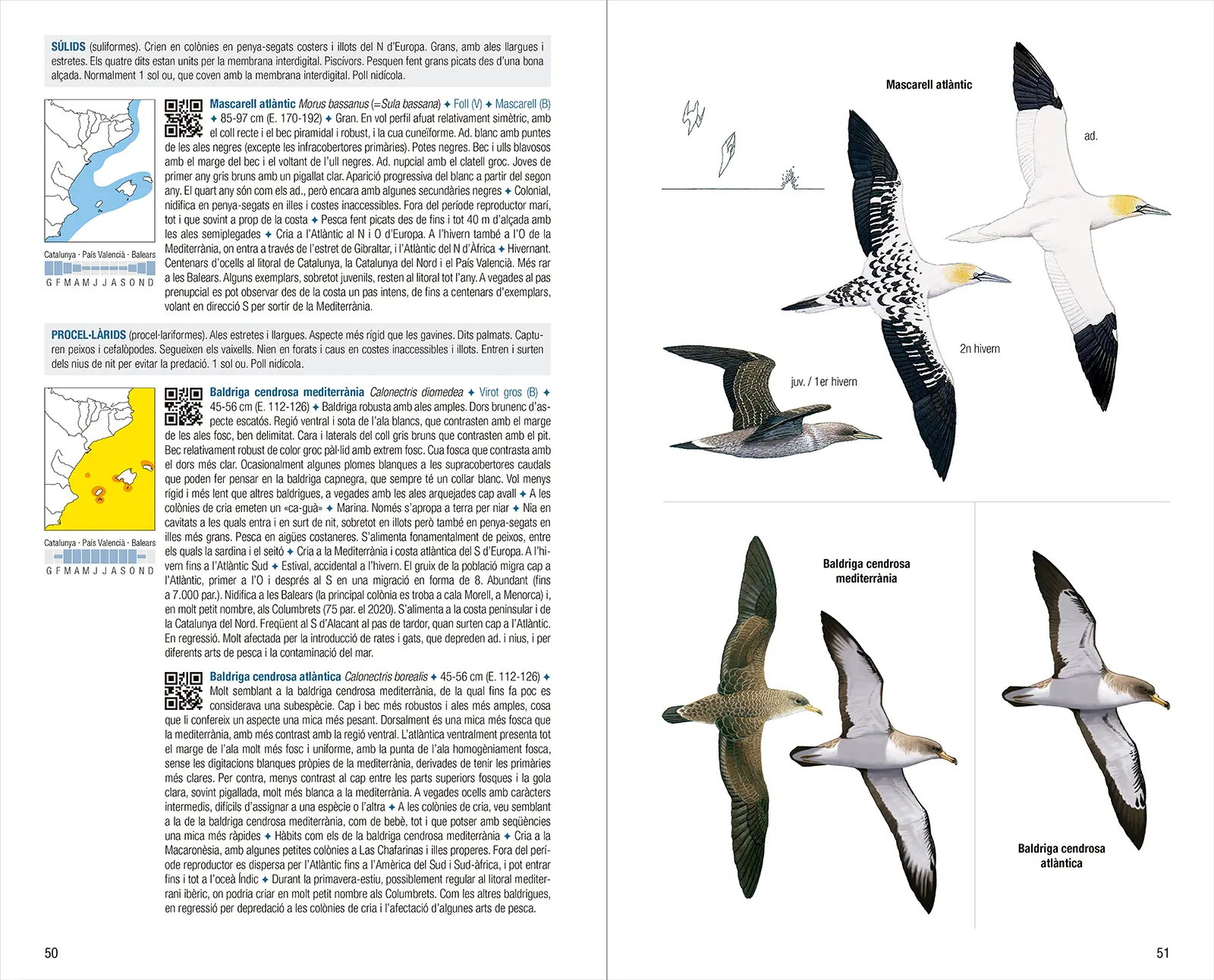 Ocells de Catalunya, País Valencià i Balears - 4a edició - Imagen 3