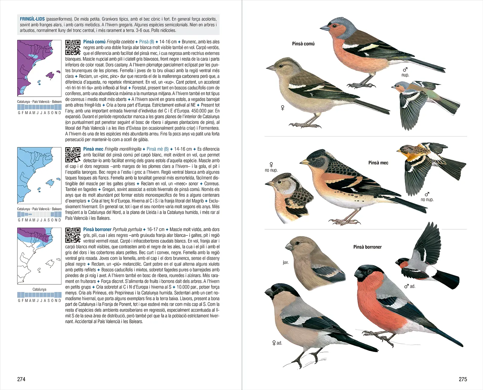 Ocells de Catalunya, País Valencià i Balears - 4a edició - Imagen 8